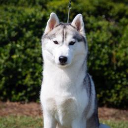 Zora - Siberian Husky