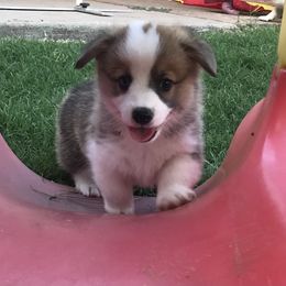 Golden Retriever and Pembroke Welsh Corgi Puppies from Shire Springs Kennels