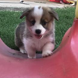 Golden Retriever and Pembroke Welsh Corgi Puppies from Shire Springs Kennels