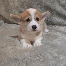 Grey Collar Female - Red female Pembroke Welsh Corgi puppy in Tenino, Washington from LoneStar Corgis NW