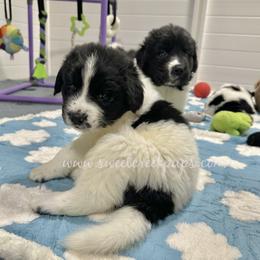 Newfoundland, Newfypoo, and Sheepadoodle Puppies from Sweet Creek Pups