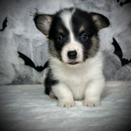 Boy 8 - Black and tan male Pembroke Welsh Corgi puppy in Surprise, Arizona from Ruff and Rowdy Corgis