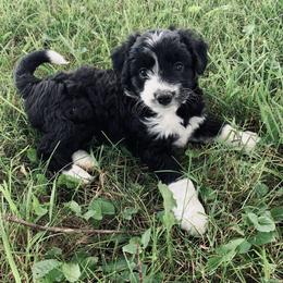 Aussiedoodle Puppies from Soap Creek Kennels