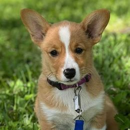 Pembroke Welsh Corgis from Susan's Corgi Kingdom