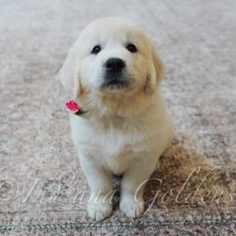 Miss Rose - Light golden female Golden Retriever puppy in Bedford, Indiana from Indiana Goldens