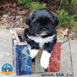 Shih Tzu Puppies from Miracle Shih Tzu