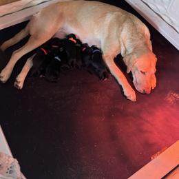 Orange Collar Male - Black male Labrador Retriever puppy in Greater Houston Area, Texas from Coram Deo Retrievers
