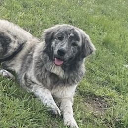 Anatolian Shepherd Dogs and Dachshunds from Christy's Puppies