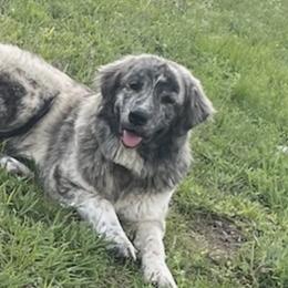 Anatolian Shepherd Dogs and Dachshunds from Christy's Puppies