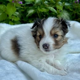BUCKLEY - Sable & white male Toy Shetland Sheepdog puppy in Livonia, Michigan from M7’s Shelties, Toonies & AussieDoodles