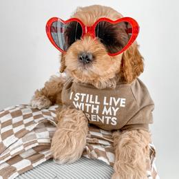 Thread - Red  male Goldendoodle puppy in Jamestown, Kentucky from Milk & Honey Doodles