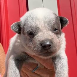 Boy 5 - Blue male Australian Cattle Dog puppy in Morton, Mississippi from Heart K Kennels