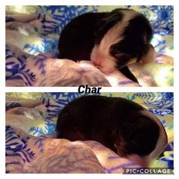 Miniature American Shepherd Puppies from WestOak Miniature American Shepherds