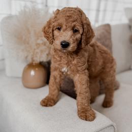 Pooh Bear - Red  male Goldendoodle puppy in Roanoke Rapids, North Carolina from Sweeter than Honey Doodles