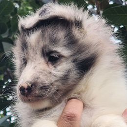Blue - Blue merle and white male Shetland Sheepdog puppy in Weedsport, New York from M&M Shelties and Smooch-A-Bulls English Bulldogs