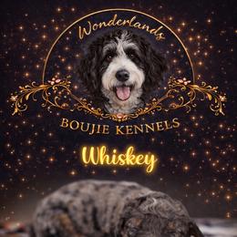 Whiskey - Blue merle male Bernedoodle puppy in Youngstown, Florida from Wonderland’s Boujie Kennels