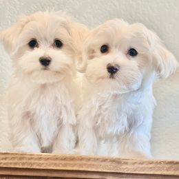Maltese puppies from SnowKiss Maltese by Hidie'sLittleFurryFriends
