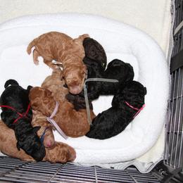 Poodle Puppies from Standard Poodles of Forest Lakes