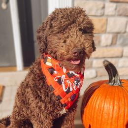 Chili - Goldendoodle