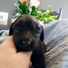 Dachshund Puppies from Weiners on a Hill