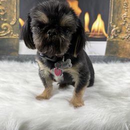Dobby - Shih Tzu
