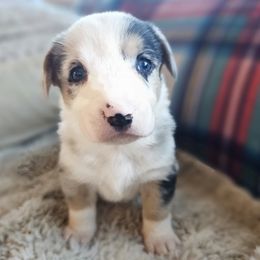 Boy 2 - Blue merle and white male American Corgi puppy in Tombstone, Arizona from WeVolution Off-Grid