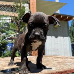 Judge - Black male American Pit Bull Terrier puppy in Stanwood, Washington from Barajas Family Ranch
