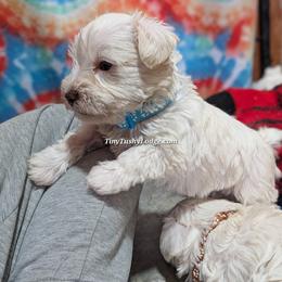 AKC blue ribbon - White male Miniature Schnauzer puppy in Greencastle, Indiana from Tiny Tushy Lodge