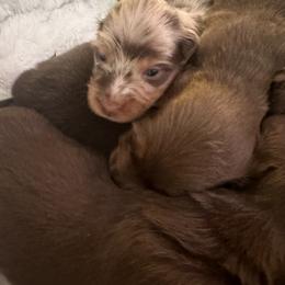 Dachshund Puppies from Crosbys Doxies