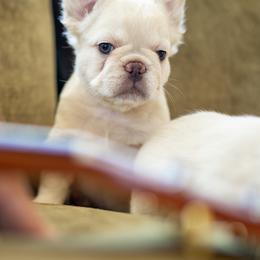 French Bulldog Puppies from Christine's French Bulldogs