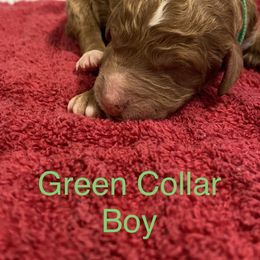 Poodle Puppies from Rock Creek Royal Poodles