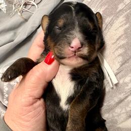 White collar girl - Tri-color female Bernedoodle puppy in Lake, Michigan from 3 King Doodles & Poodles