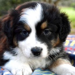 Australian Shepherds from KT’s Aussies