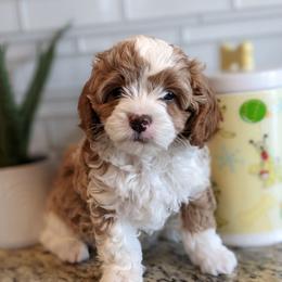Carrie - Blenheim female Cavapoo puppy in Caldwell, Idaho from Terrace Cav's