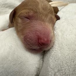 Ursula - Red  female Goldendoodle puppy in Chino Valley, Arizona from Whiskey Row Royals