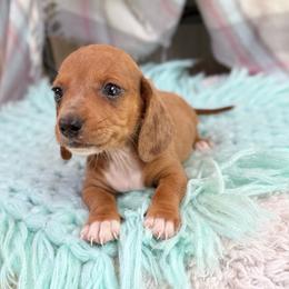 Sailor - Dapple male Dachshund puppy in Decatur, Mississippi from KP Dachshunds