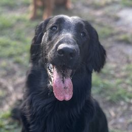 Assorted Doodle Crosses, Goldendoodles, Golden Retrievers, and Sheepadoodles from CelticDoods