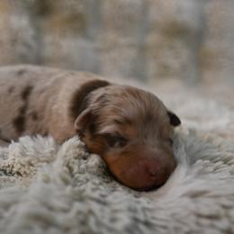 Cagney - Red merle female Australian Shepherd puppy in Wichita Falls, Texas from Spotted Mule Aussies