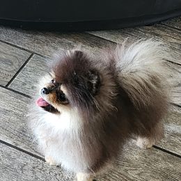 Korbin - Black and tan male Pomeranian puppy in Willis, Texas from Treasured Jewels Pomeranians