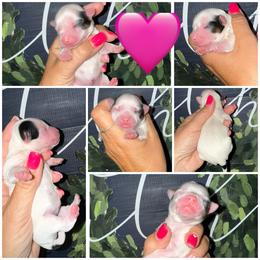 Honey - Black & tan tri-color female Morkie puppy in Cleveland, Tennessee from Moody’s Morkies and More