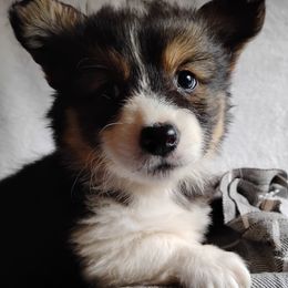 Pembroke Welsh Corgi puppies from Tolbolton Creek Corgis