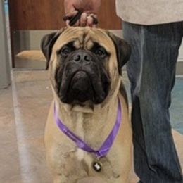 Bullmastiffs from Bullkeeper Bullmastiffs