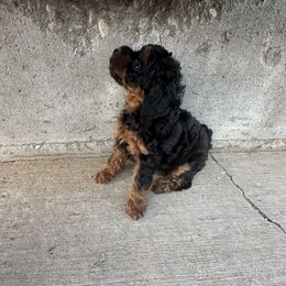 Poodle Puppies from Lucky Dog Poodles