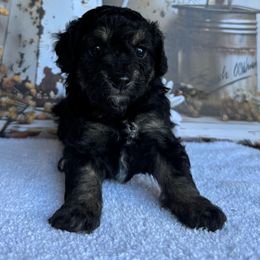 Nova - Phantom female Poodle puppy in Corbin, Kentucky from Lightning K Kanine’s