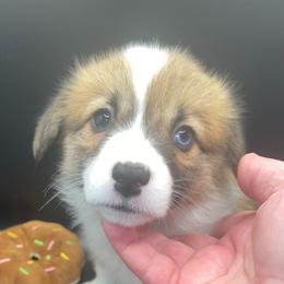 Scooby - Sable male Pembroke Welsh Corgi puppy in Adairsville, Georgia from R&R Corgis