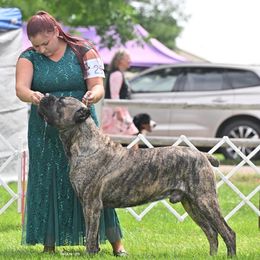 Tater - Cane Corso