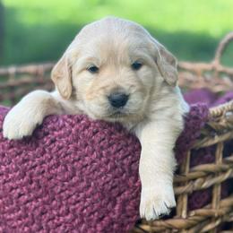 Blue Boy - Light golden male Golden Retriever puppy in Scio, Oregon from Stackhouse Family Farm