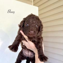 Bluey - Chocolate female Goldendoodle puppy in Taylorsville, Georgia from Sweet Southern Doodles