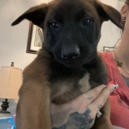 Boy 6 - Belgian Malinois puppy in Arizona from The Malagator House