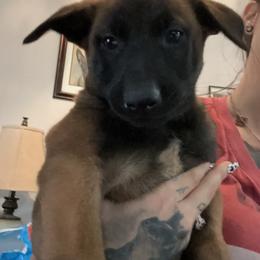 Boy 6 - Belgian Malinois puppy in Arizona from The Malagator House